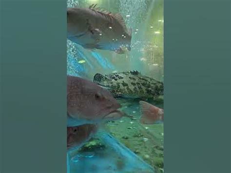 酒樓魚缸|Aquarium Engineering 